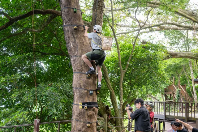 A helmeted participant climbs a tall tree with a wicker basket on their back while onlookers photograph from below