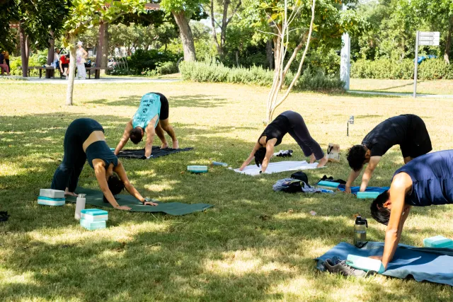 four people hold downward-dog pose on yoga mats spread across a sunlit park lawn