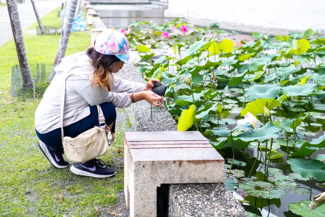 A woman crouching beside a lotus pond, photographing a flower up close