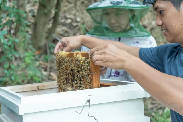 Two people lift a bee-covered honeycomb frame from a white hive box outdoors