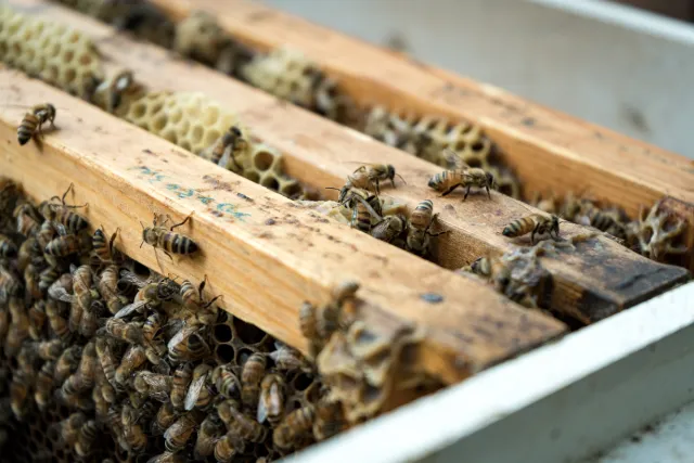 Honeybees crawling over wooden frames of an open beehive with honeycomb cells