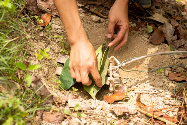 Hands setting a traditional wire snare trap on bare forest floor
