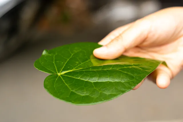 A hand holds up two large green heart-shaped leaves outdoors